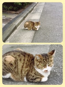 lagoon猫