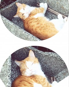 西池袋公園 猫の新顔