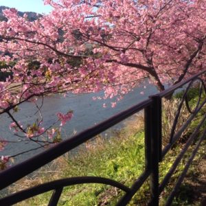 河津桜♪
