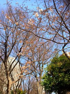 3分咲き♪