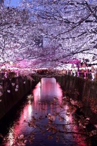 目黒川のお花見♪