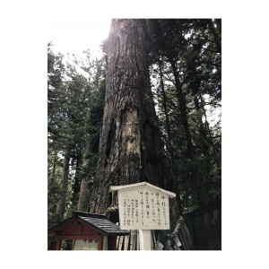 そうだ、日光へ行こう。