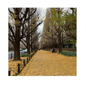 初、イチョウ並木☆