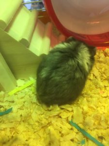 家族増えました。