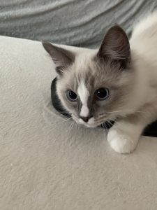 ♪子猫飼ってます♪