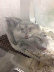 大きくなりました♪。
